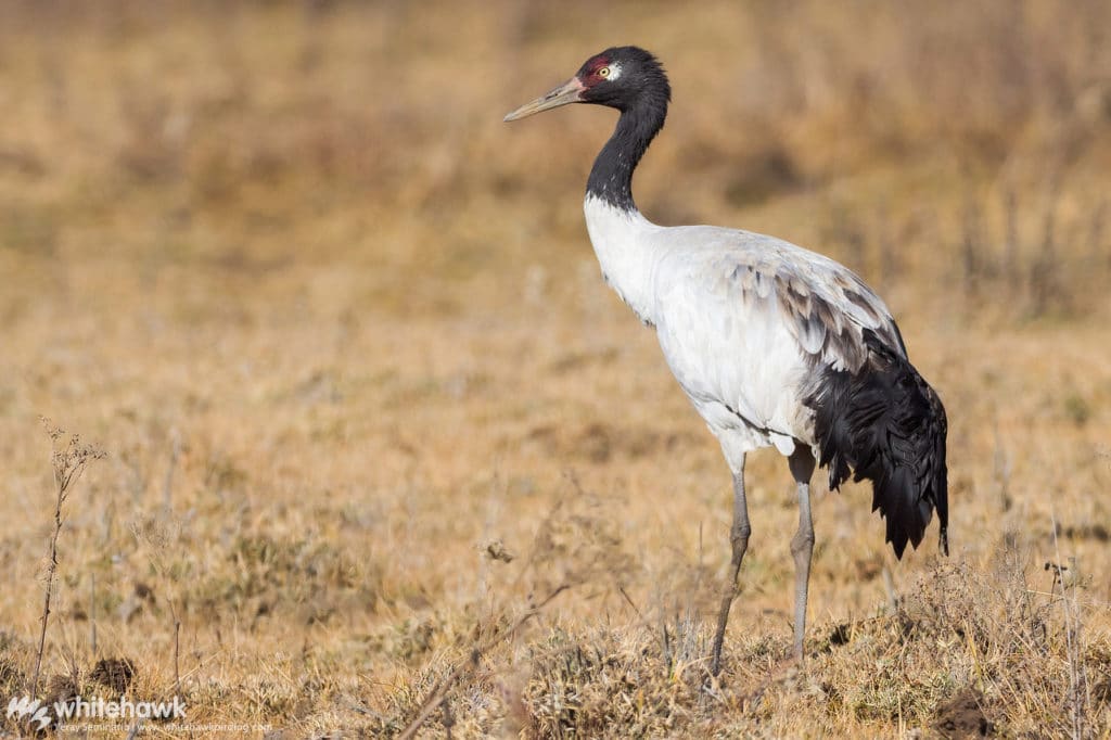 Black-necked Crane Bhutan Whitehawk Birding