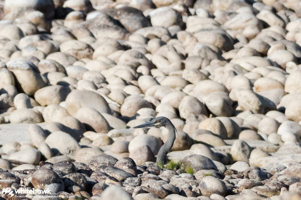 White-bellied Heron Bhutan Whitehawk Birding