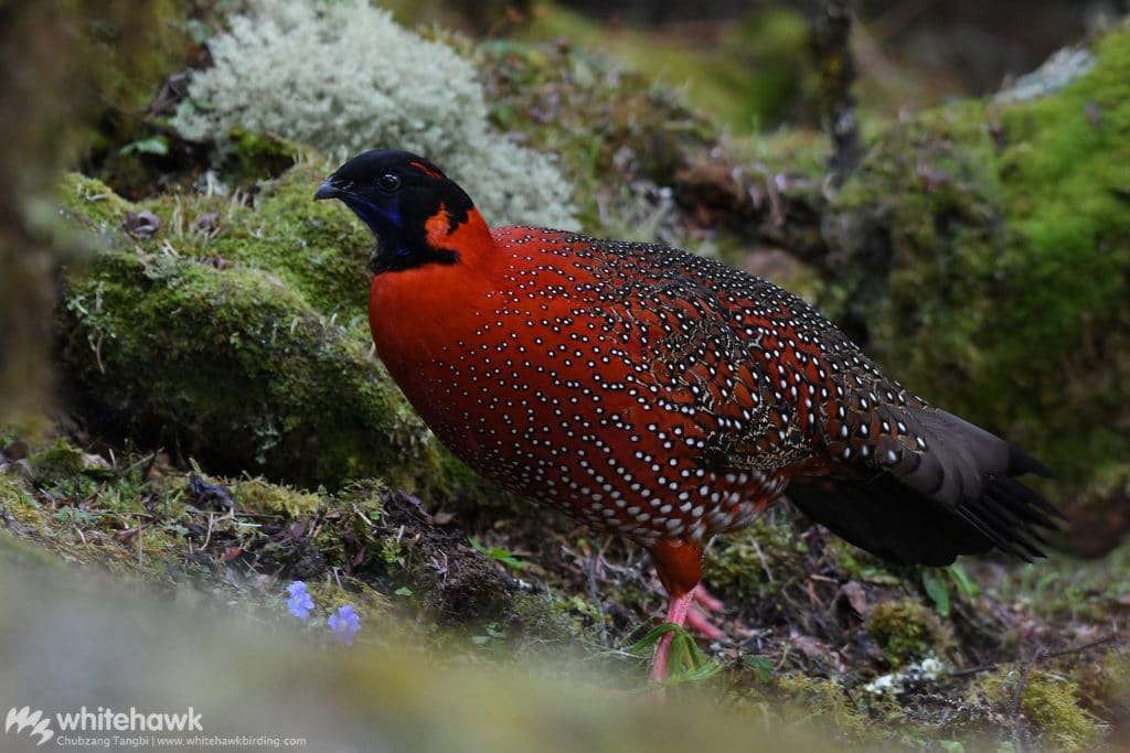 Satyr Tragopan Birds to see in Bhutan Whitehawk Birding