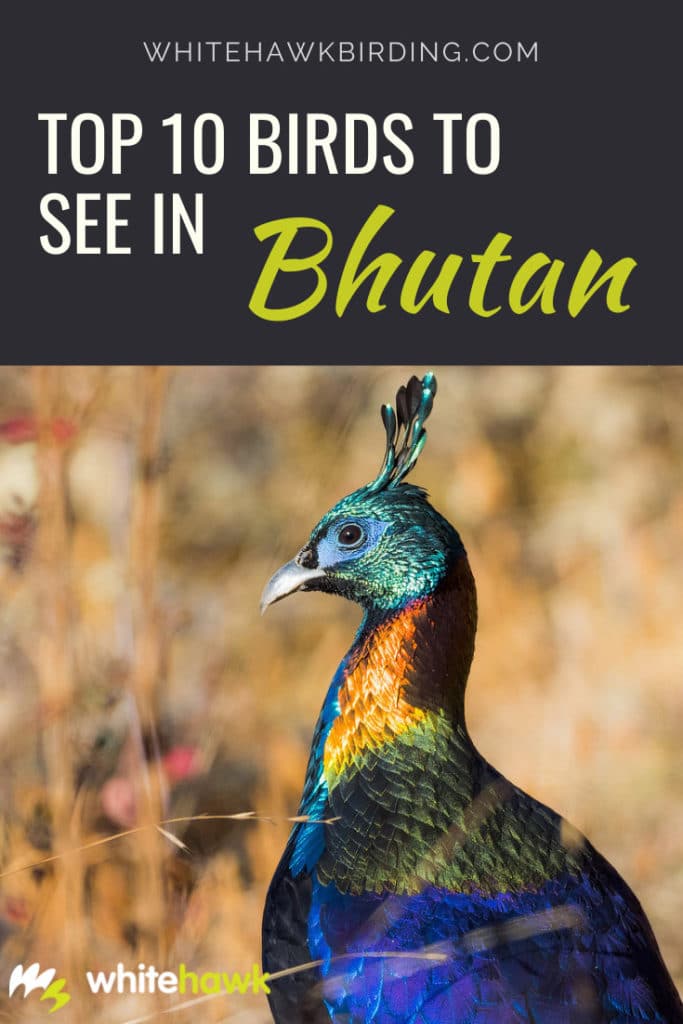 Top 10 Birds to See in Bhutan Whitehawk Birding