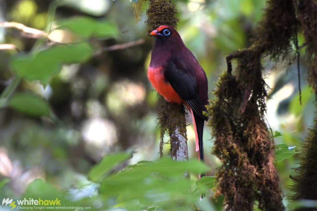 Ward's Trogon Bhutan Whitehawk Birding