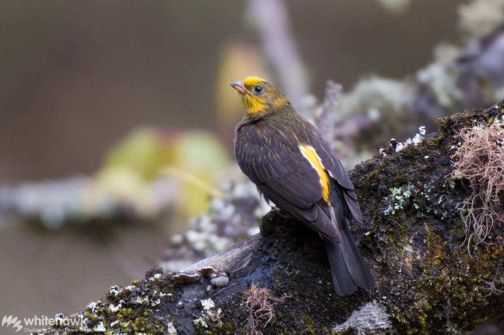 Yellow-rumped Honeyguide Birds to See in Bhutan Whitehawk Birding