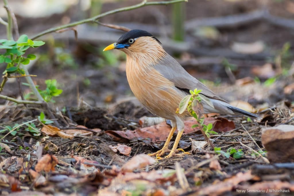 Birding Safari-Brahminy Starling in Kahna, India. Photography by Yeray Seminario.