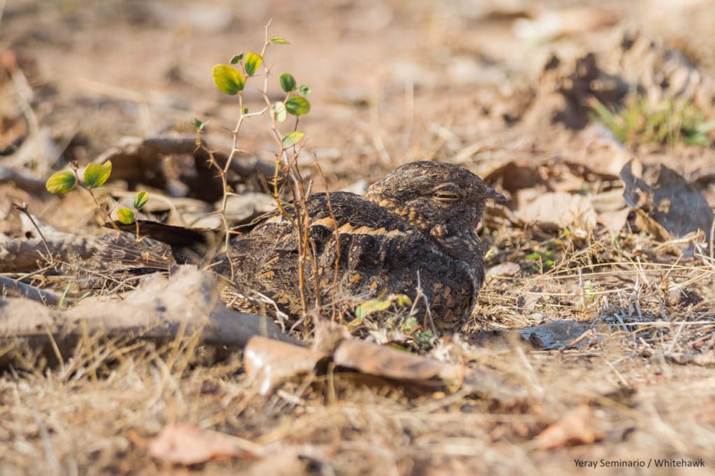 Birding Safari-Savanna Nightjar in Tadoba, India. Picture by Yeray Seminario.