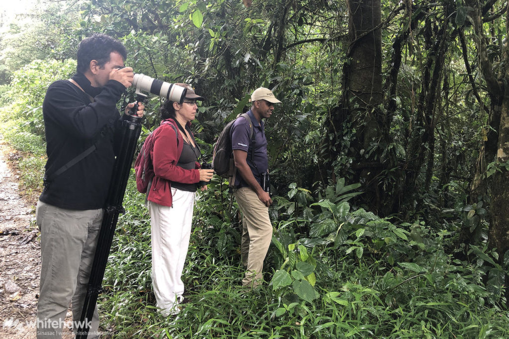 Birding in El Valle Panama Whitehawk Birding