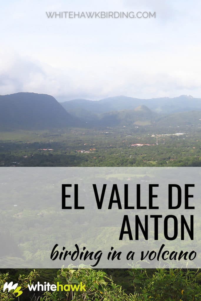 Birding in a Volcano: El Valle de Anton - Whitehawk Birding: El Valle is one of Panama's top birding destinations for so many reasons - discover why and plan your next birding trip to El Valle!