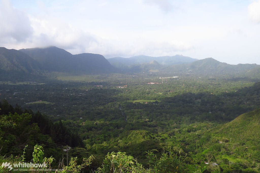 El Valle de Anton Panama Whitehawk Birding