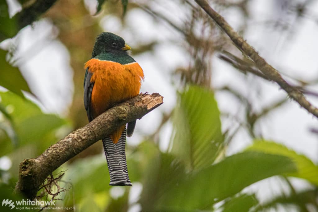 Orange-bellied Trogon Panama Whitehawk Birding