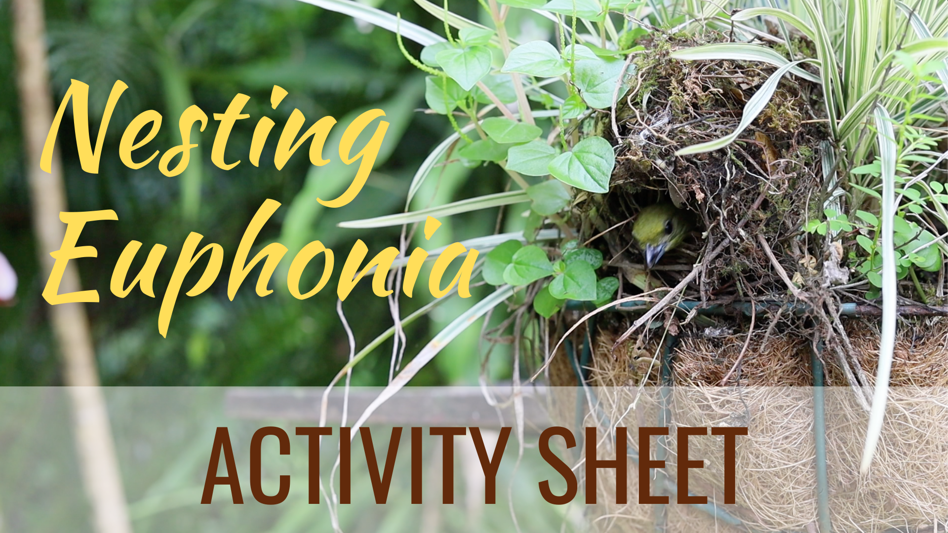 Nesting Euphonia Activity Sheet Cover Image Whitehawk Birding