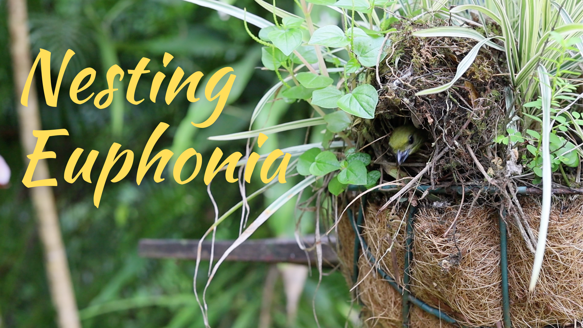 Nesting Euphonia Video