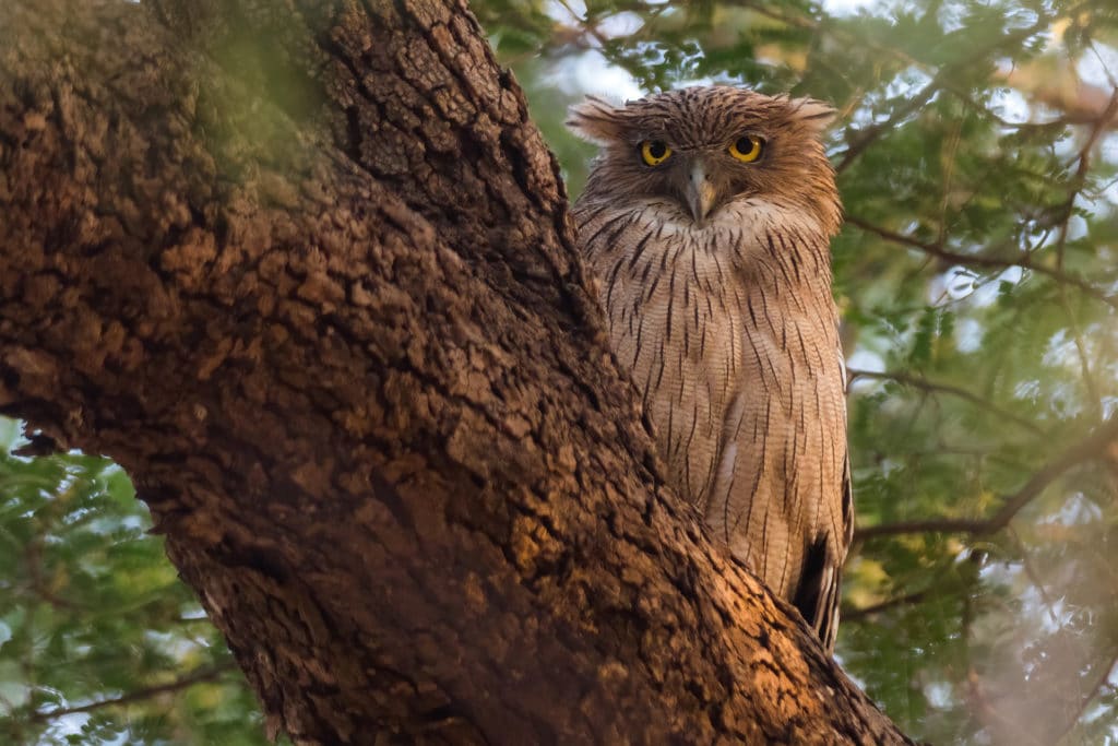 Birding Safari-Brown Fish-Owl in Tadoba, India. Picture by Yeray Seminario