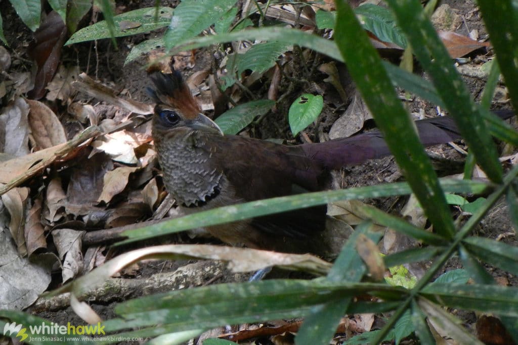 Rufous-vented Ground-Cuckoo Panama Whitehawk Birding