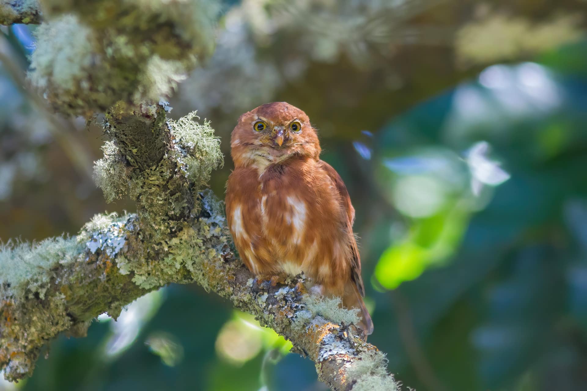 Costa Rican Pygmy-Owl Panama Whitehawk Birding