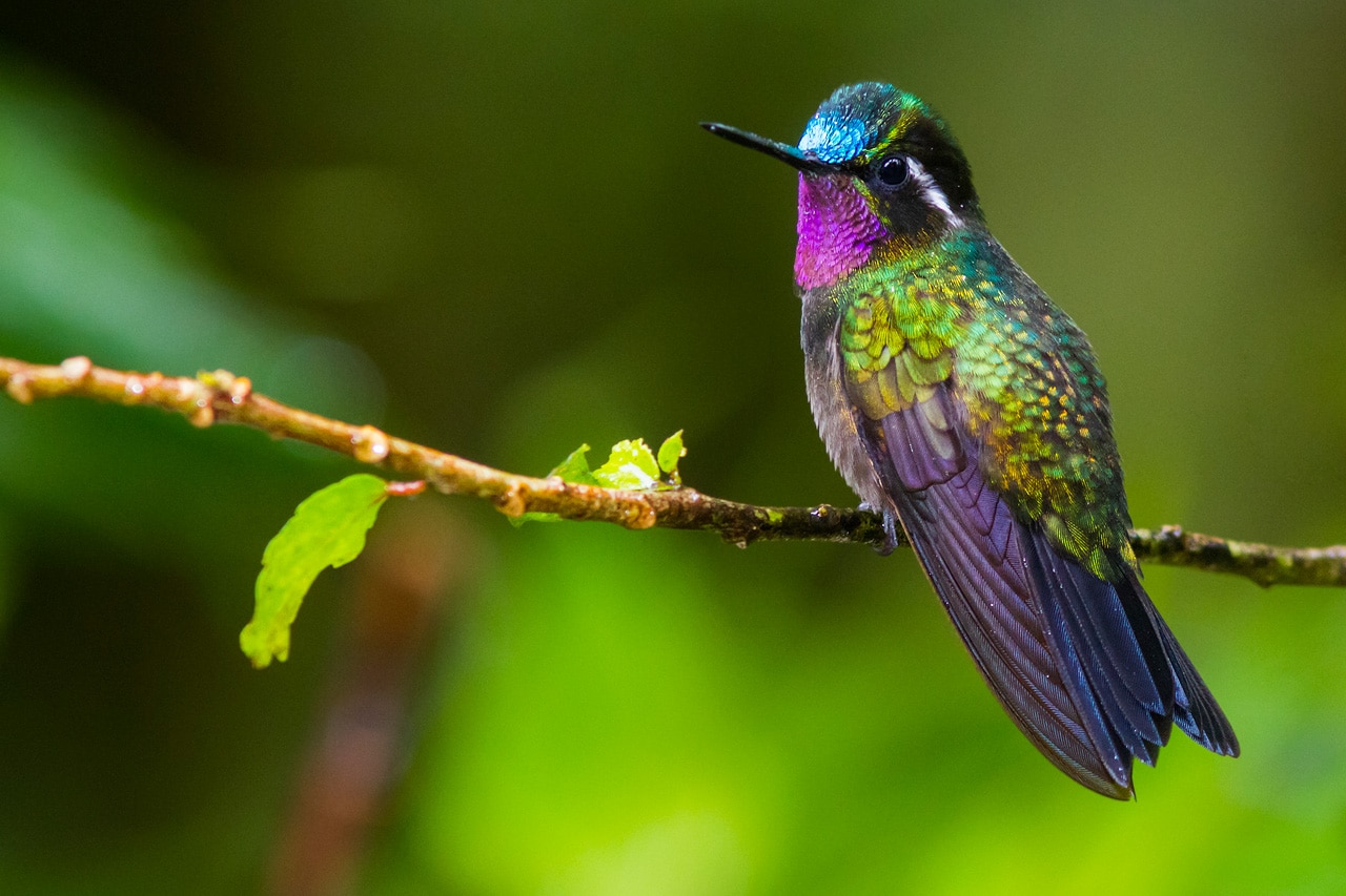 Purple-throated Mountain-gem Panama Whitehawk Birding