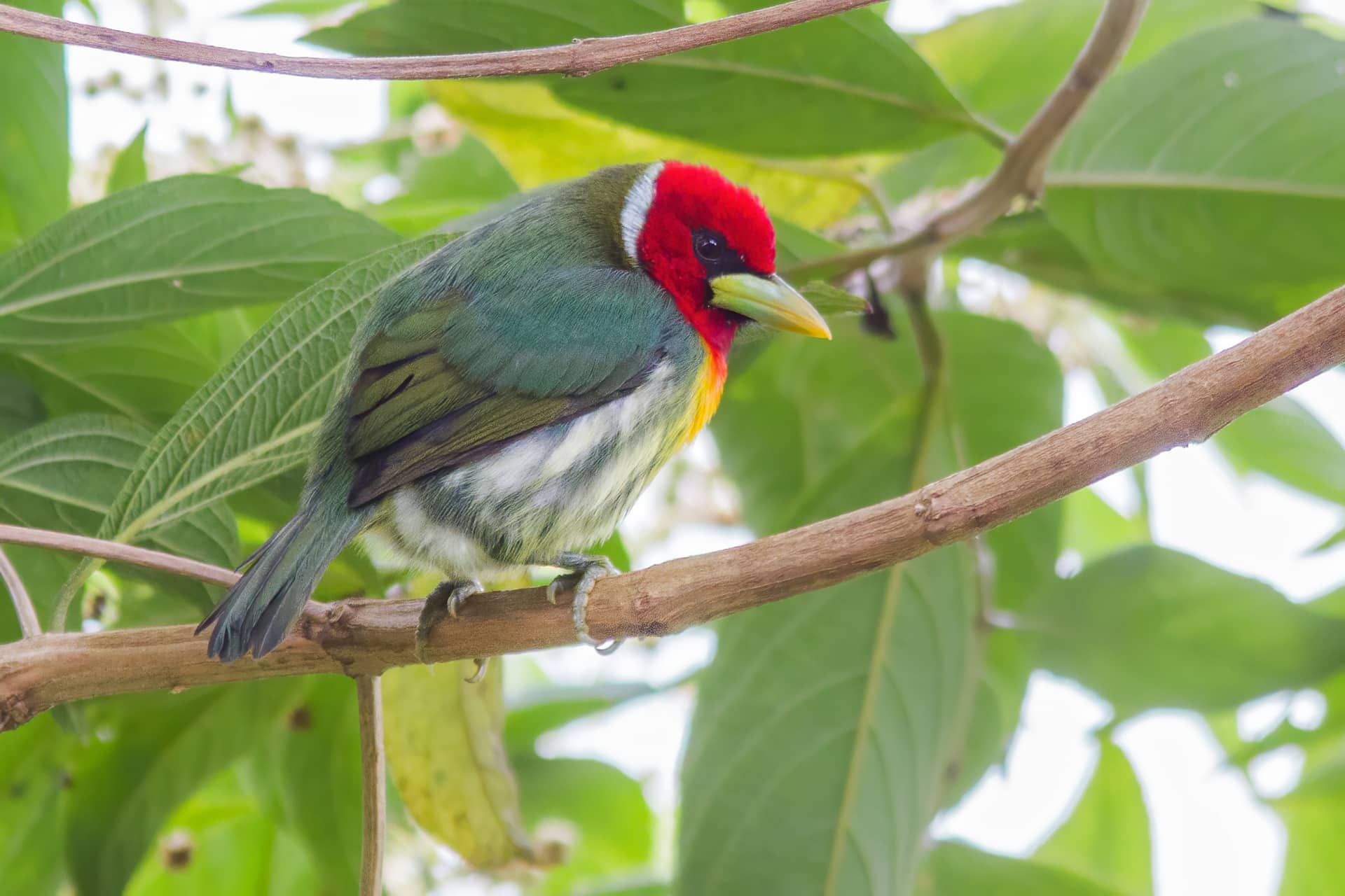 Red-headed Barbet Panama Whitehawk Birding