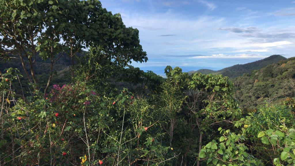 Mount Totumas Cloud Forest Panama Whitehawk Birding