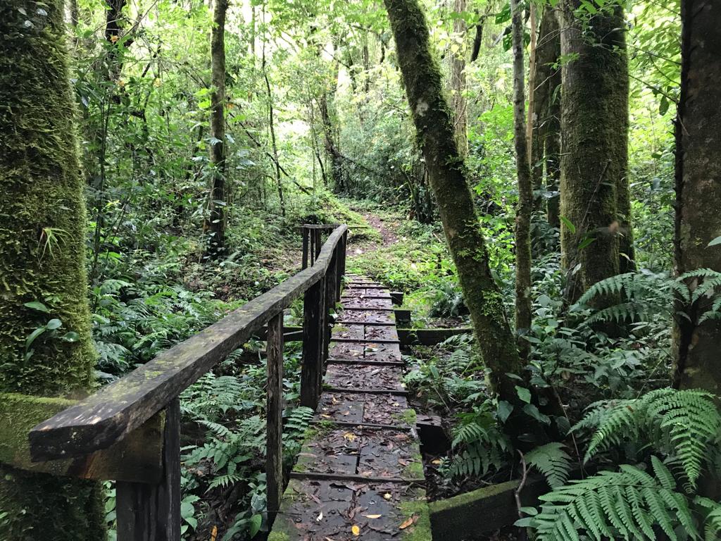 Mount Totumas Cloud Forest Trail Panama Whitehawk Birding
