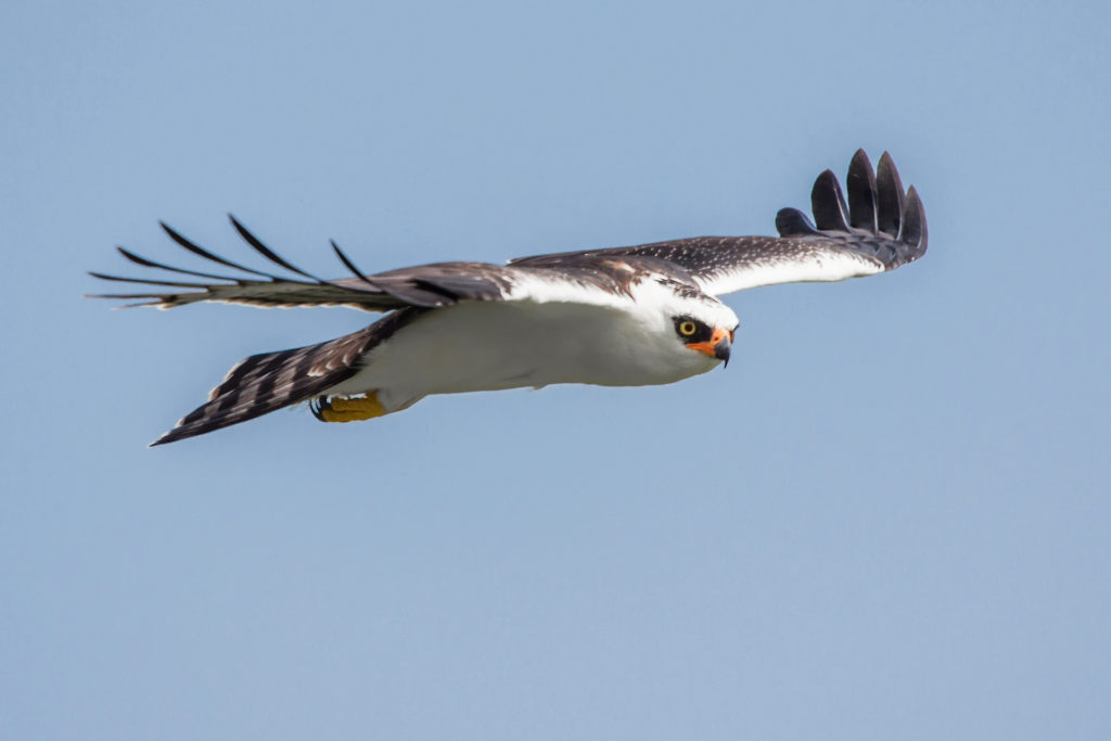 The use of canopy towers in the rainforest can be very productive. In addition to canopy dwellers these towers provide excellent opportunities to see and photograph tropical raptors, like this Black-and-White Hawk-Eagle. Photography by Yeray Seminario, Whitehawk.