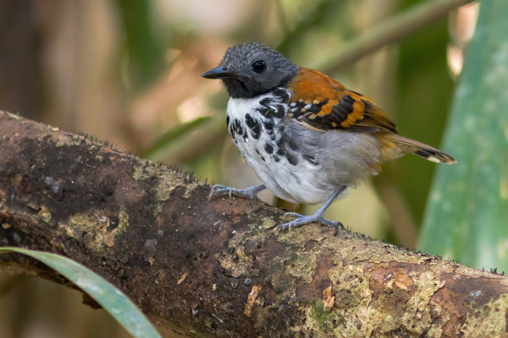 This cute Spotted Antbird was found feeding next to an ant swarm (as they do!) just above the ground of a tropical forest, with very little light available. A combination of Flash, low shutter speed and good stabilisation was used to get a decent picture. Photography of Spotted Antbird by Yeray Seminario, Whitehawk.