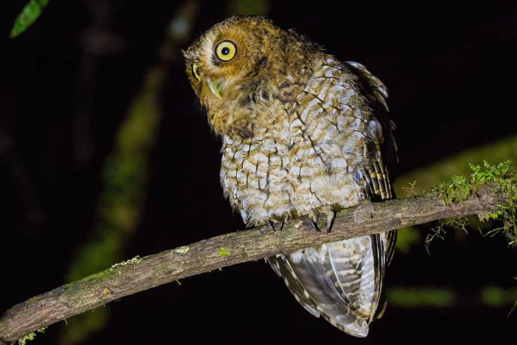 No flash was used to photograph this Bare-shanked Screech Owl in Costa Rica, but a flashlight instead. A constant, more subdued source of light can be as effective and probably not as damaging as a traditional Flash to get pictures of birds at night. Photography of Bare-shanked Screech Owl in Costa Rica by Yeray Seminario, Whitehawk.