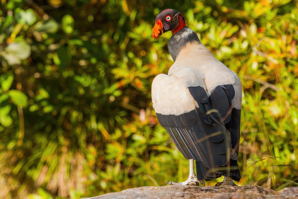 Photography Bird Hides are not so common in the tropics, but if we have the change to sign up for a session it can provide unique opportunities to photograph tropical birds, like this King Vulture. Photography by Yeray Seminario, Whitehawk.