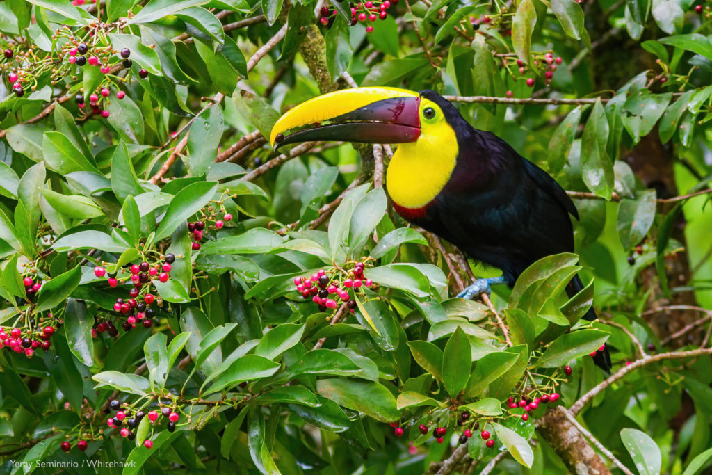 Waiting next to a fruiting tree can result in pleasant surprises! Sometimes birds get used to your presence, letting you get close enough to take pictures at your pleasure. Yellow-throated Toucan in Costa Rica by Yeray Seminario, Whitehawk Birding.