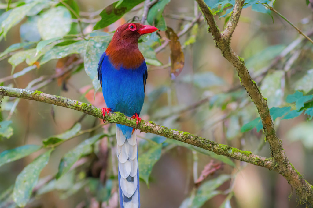 The Sri Lanka Blue Magpie can be found in the tropical forests of this small country. They are rather shy, but with patience and studying their behaviour, we might get the chance to be close enough to take some pictures of these beautiful birds. Photography by Yeray Seminario, Whitehawk.