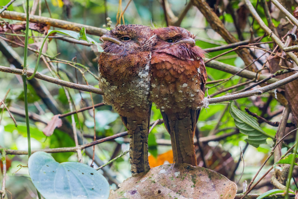 Without the use of local guides, finding these couple of Sri Lanka Frogmouth in the middle of the forest would be an impossible task! Local knowledge is of paramount importance to find some of the most secretive birds in the tropical forest. Photography of Sri Lanka Frogmouth by Yeray Seminario, Whitehawk.