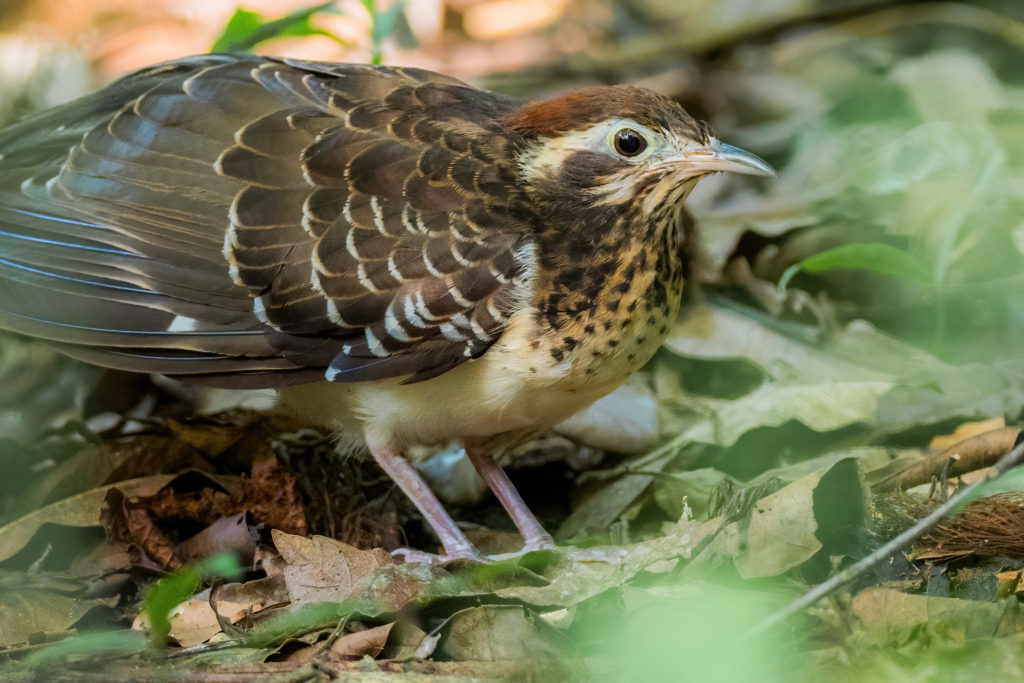 This Pheasant Cuckoo was photographed with very poor ambient light, no flashes and no tripods. Modern cameras and lenses carry powerful stabilisation systems that make taking this picture with 1/10 shutter speed, while handholding the camera, possible. Photography of Pheasant Cuckoo by Yeray Seminario, Whitehawk.