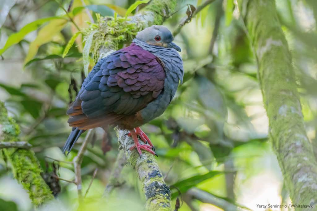 Bird Photography in the Tropics can get challenging, particularly due to poor light conditions, like with this endemic Crested Quail-Dove in the Blue Mountains of Jamaica, where light was dim and high ISO valued had to be used.