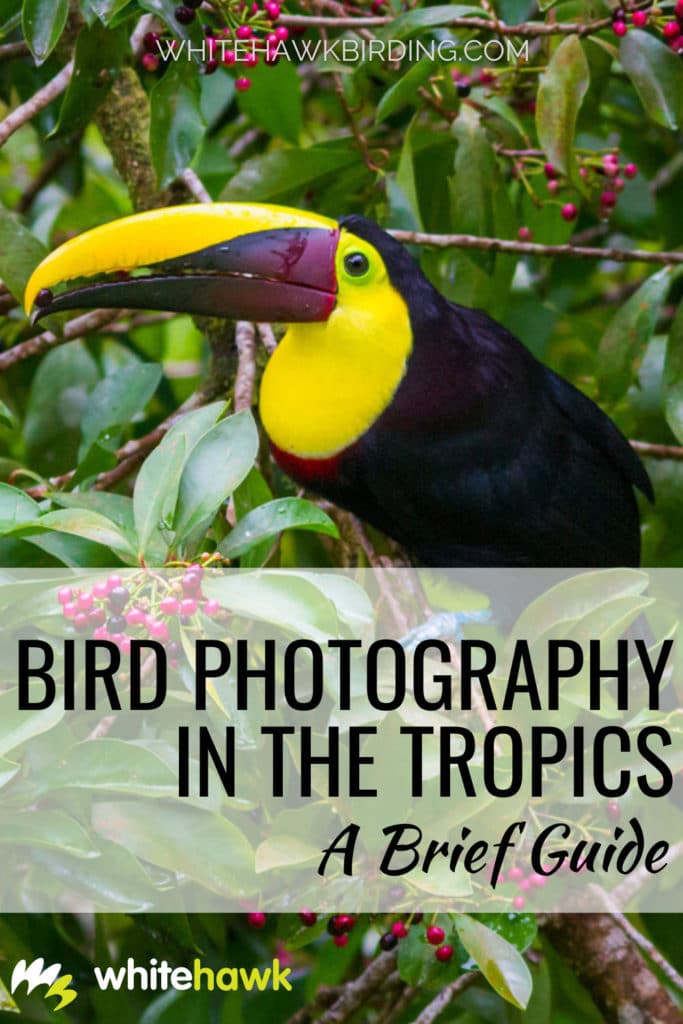 Bird Photography in the Tropics: A Brief Guide - Whitehawk Birding: The challenges and rewards of bird photography in the tropics are outlined in this dynamic article. Discover tips and tricks to bird photography in the tropics! 