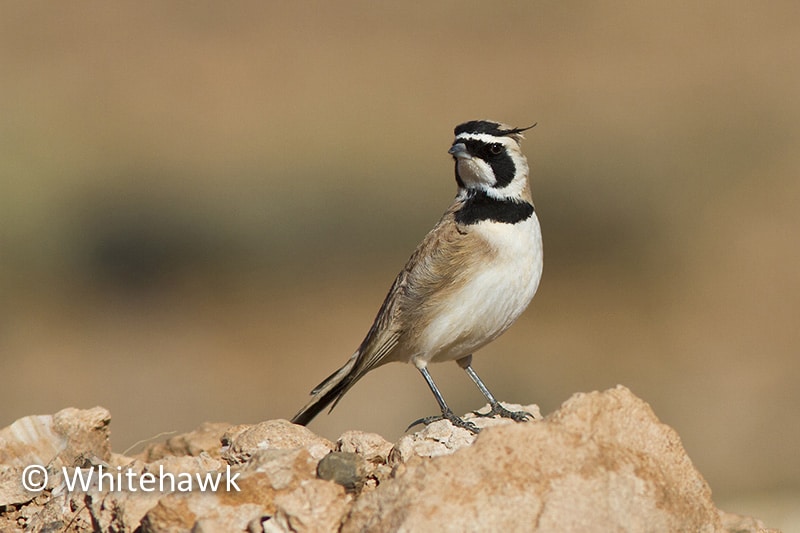 Birdwatching Morocco – Mountains, Sea, Marshes and Wind-swept Dunes