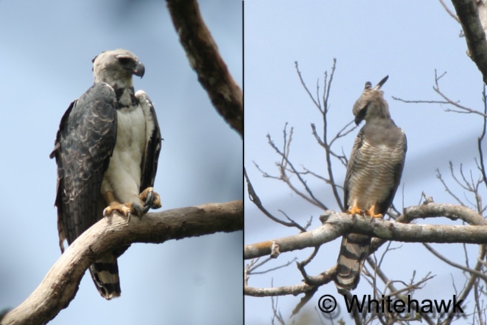 Crested Eagle Feeding a  Young Harpy Eagle