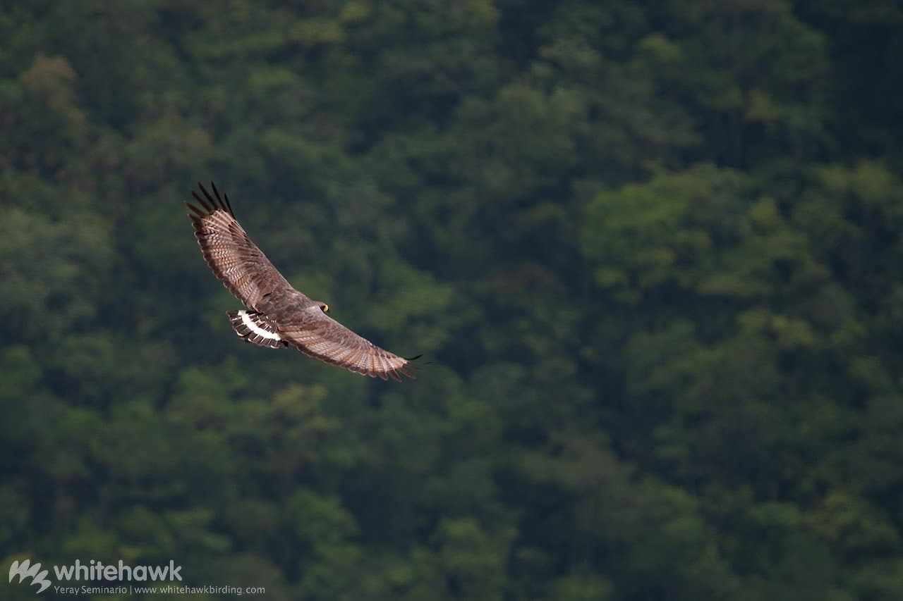 Solitary Eagle Belize Whitehawk Birdin