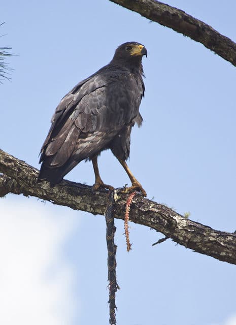 Post-fledging behavior and prey of the Solitary Eagle