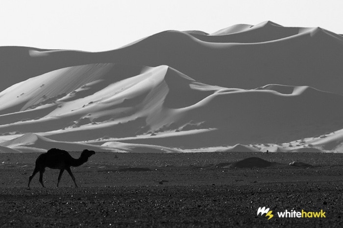 Into the Wild Desert: Merzouga
