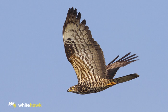 The Honey Buzzard Migration