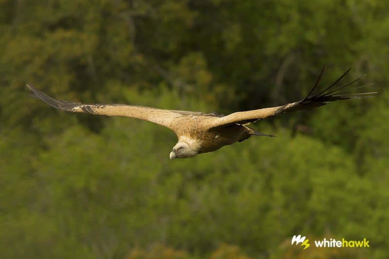 Ageing Vultures in Spain