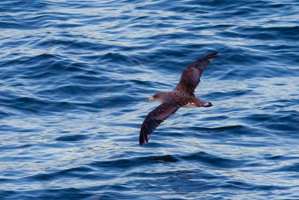 Petrels, Albatrosses & Storm-Petrels of North America