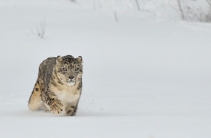Whitehawk Partners with Snow Leopard Trust