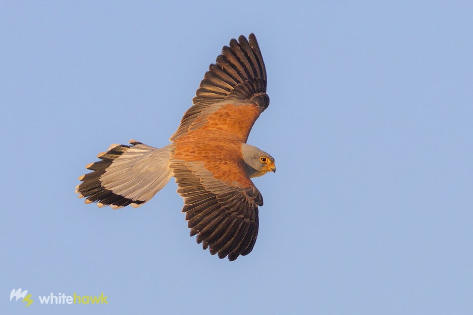 Banding Lesser Kestrels in the Strait of Gibraltar