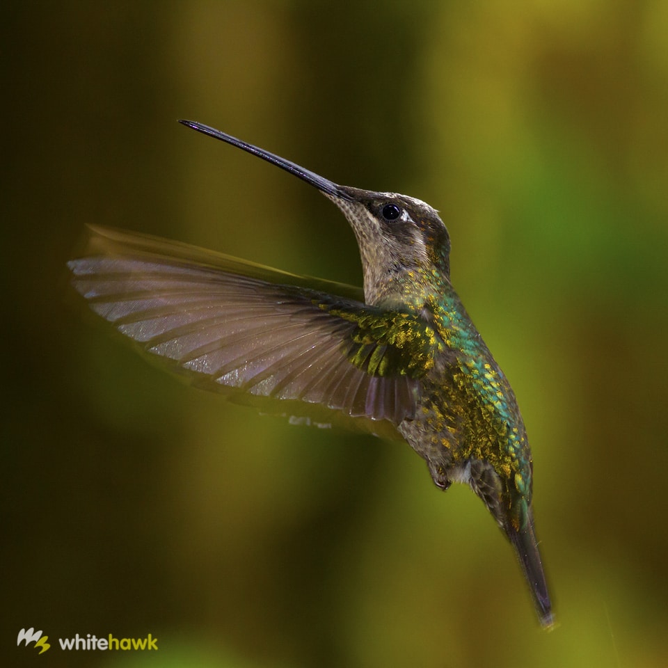 Hummingbird Green-crowned Brilliant