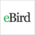 Collaborating with eBird