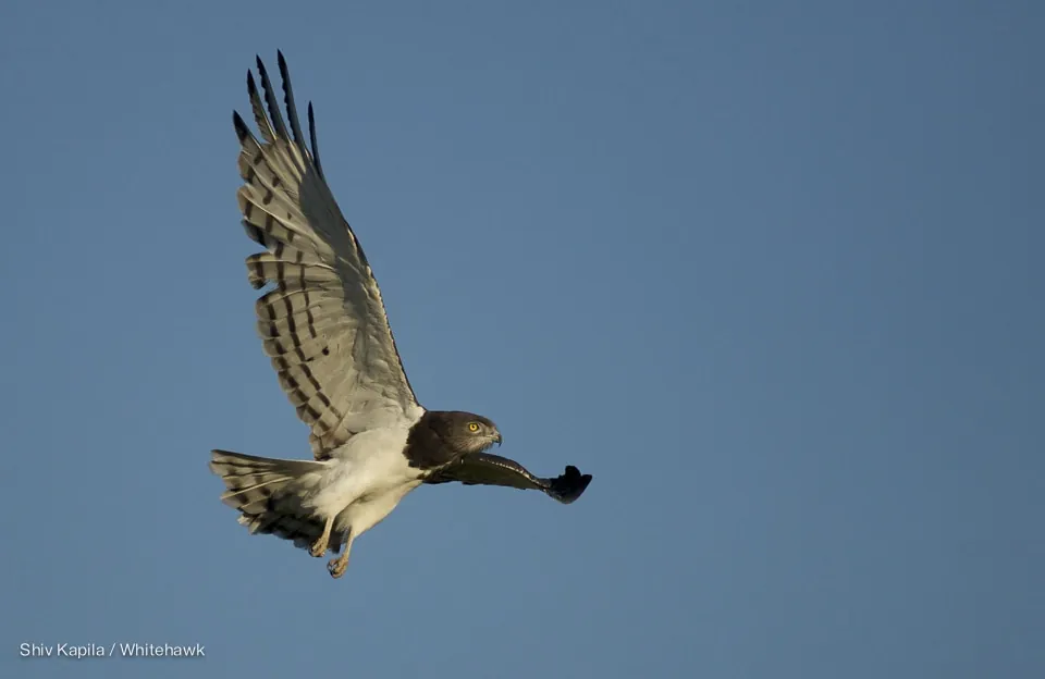 Black-chested Snake Eagle Kenya