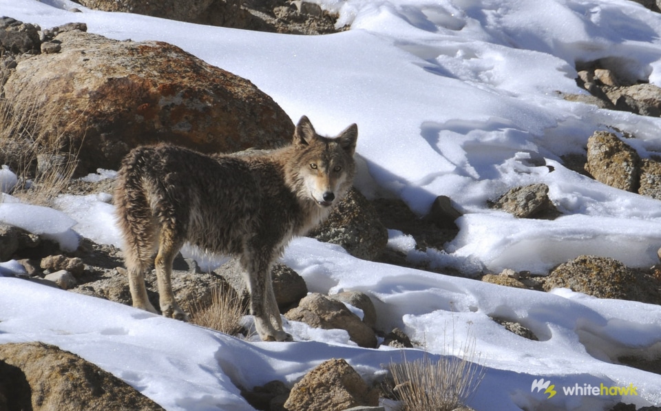 Of Wolves and Winter: In Search of the Elusive Snow Leopard Part I – Hemis National Park