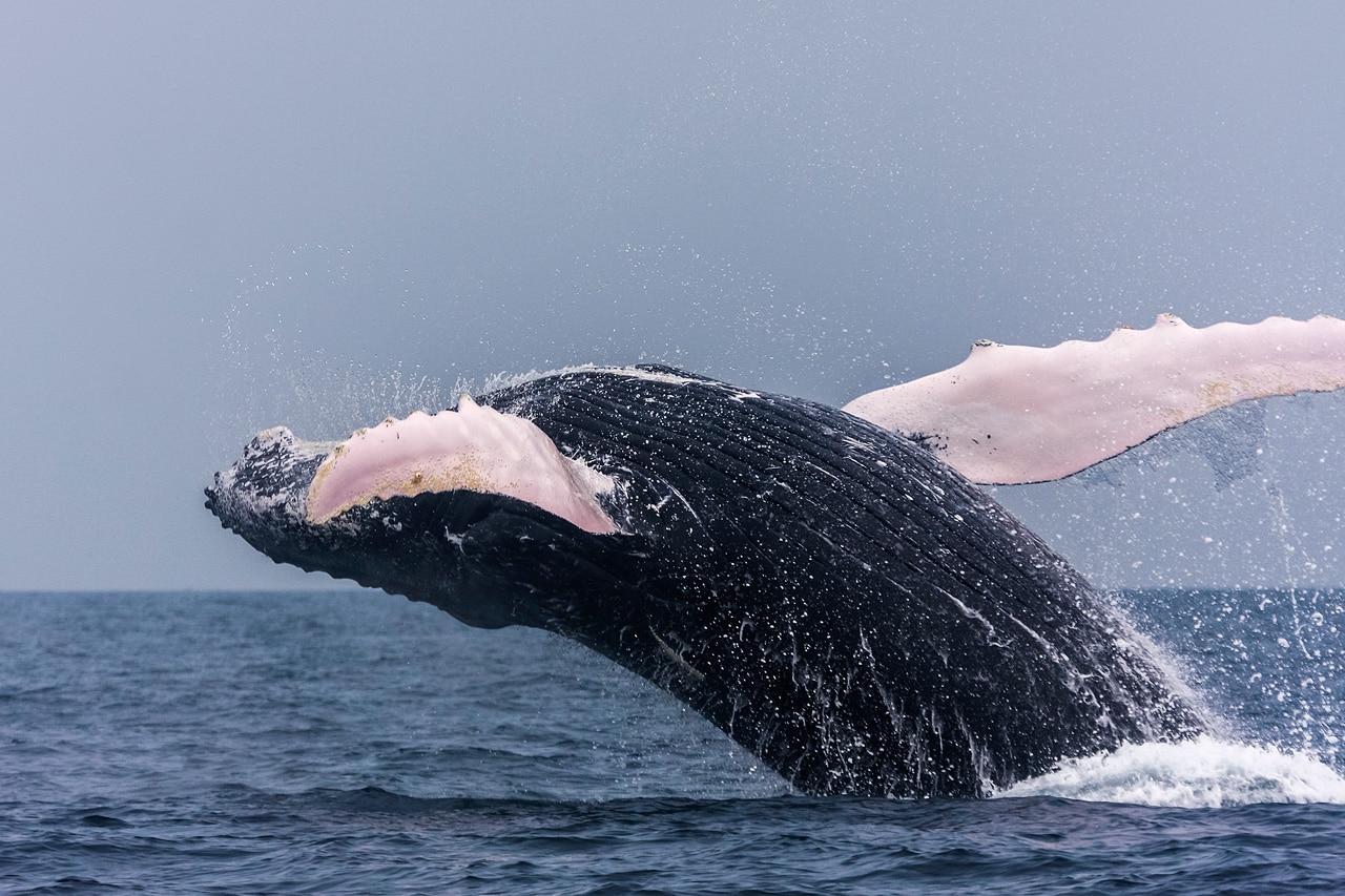 Humpback Whales give birth in Panama