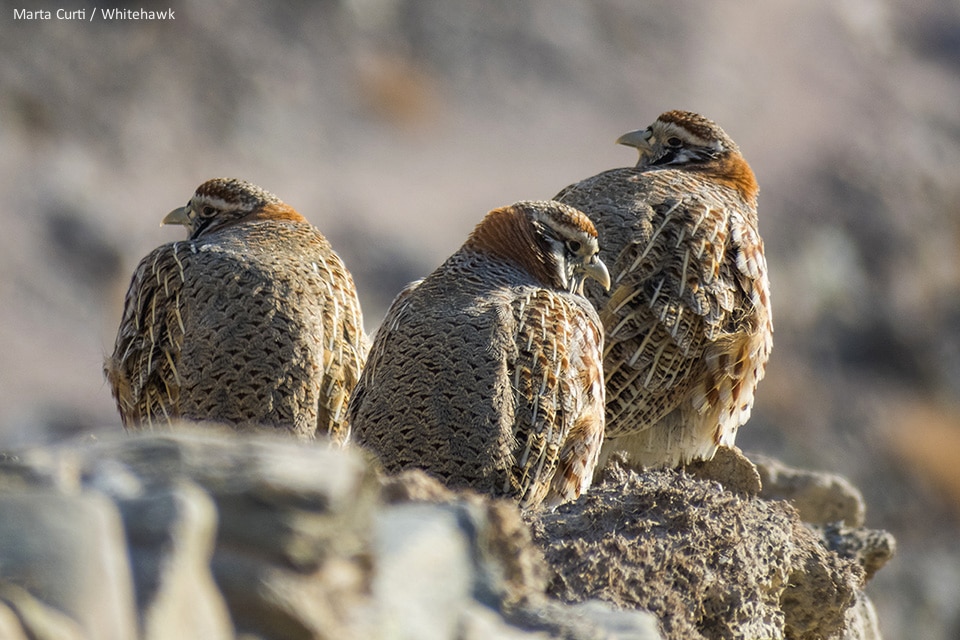 Tibetan Partridges India