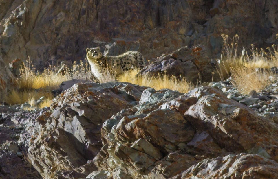 Of Sunsets and Snow Leopards: In Search of the Elusive Snow Leopard Trip Report Part III