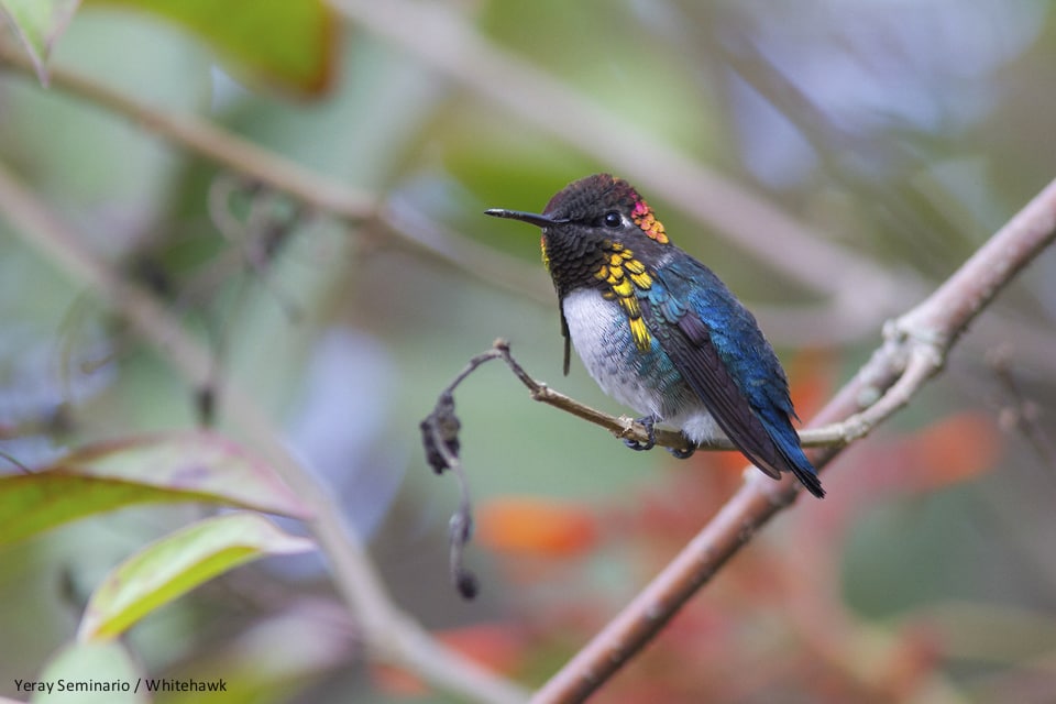 Bee Hummingbird, the Smallest Hummingbird in the World