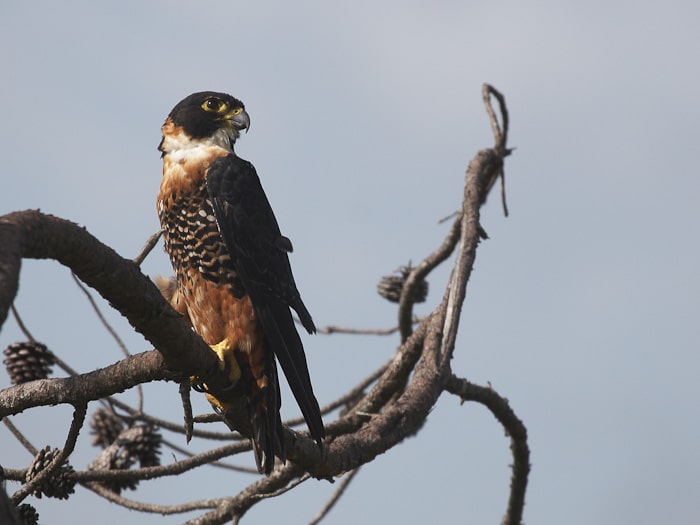 The Orange-breasted Falcon: Denizen of the Neotropics